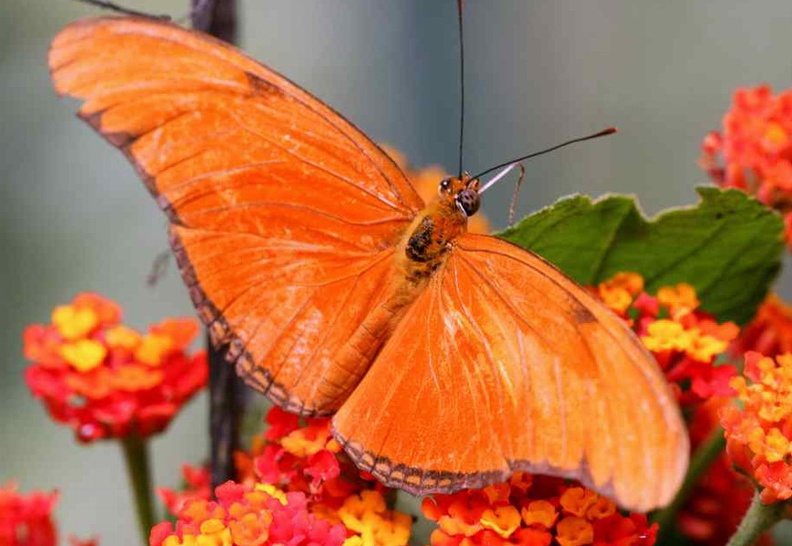 891287-870x600-dryas-iulia-5